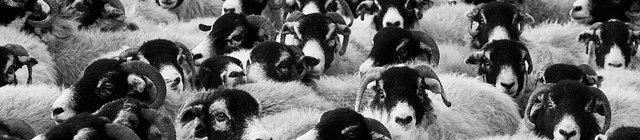 De l’échec de la longue traîne appliqué à la politique éditoriale